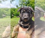 Small #14 German Shepherd Dog