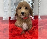 Small Photo #7 Goldendoodle (Miniature) Puppy For Sale in BULLARD, TX, USA