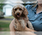 Small Photo #1 Cavapoo Puppy For Sale in SHIPSHEWANA, IN, USA