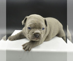 Small Photo #2 French Bulldog Puppy For Sale in PASCO, WA, USA