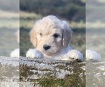 Small Photo #1 Goldendoodle Puppy For Sale in MORGANTOWN, IN, USA