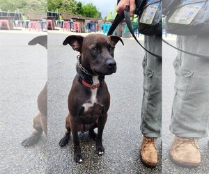 American Staffordshire Terrier-Labrador Retriever Mix Dogs for adoption in Chester, VA, USA