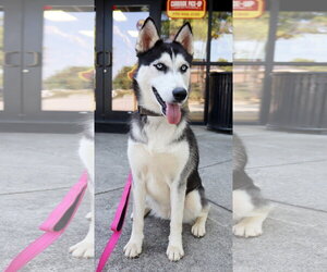 Farrah - Female Siberian Husky Dog for Adoption - Photo #3