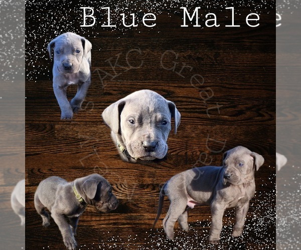 Medium Photo #2 Great Dane Puppy For Sale in HENRYETTA, OK, USA