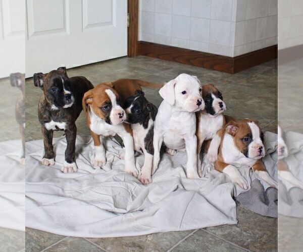Medium Photo #2 Boxer Puppy For Sale in BIRD IN HAND, PA, USA