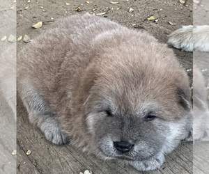 Chow Chow Puppy for sale in FONTANA, CA, USA