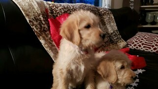 Labradoodle Puppy for sale in BARRINGTON, IL, USA