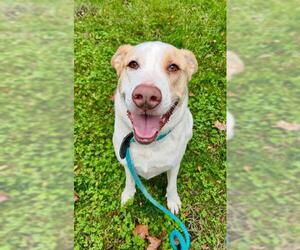 Anatolian Shepherd-Labrador Retriever Mix Dogs for adoption in Sacramento, CA, USA