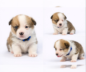 Medium Pembroke Welsh Corgi