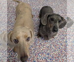 Small #1 Dachshund