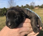 Small Photo #5 Belgian Malinois Puppy For Sale in WEST PLAINS, MO, USA