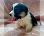 Puppy Puppy 1 Pink Pembroke Welsh Corgi