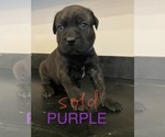 Small Photo #2 Mastador Puppy For Sale in MONTGOMERY, IN, USA