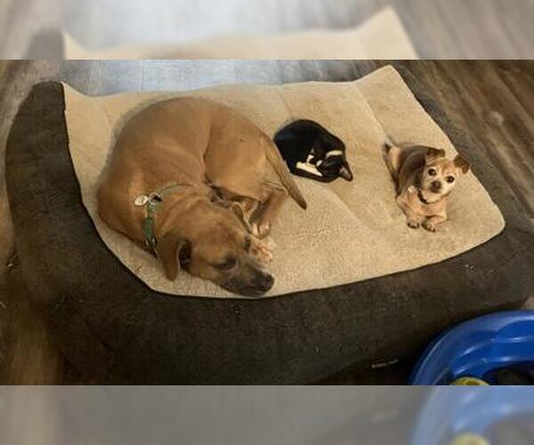 Medium Photo #6 Black Mouth Cur-Unknown Mix Puppy For Sale in Decatur, GA, USA