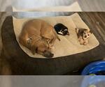 Small #5 Black Mouth Cur Mix