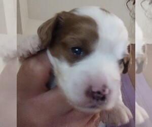 Cavapoo Puppy for sale in EAST PROVIDENCE, RI, USA