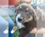 Small #1 Australian Shepherd
