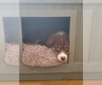 Small Photo #3 Australian Shepherd Puppy For Sale in SPRING HILL, FL, USA
