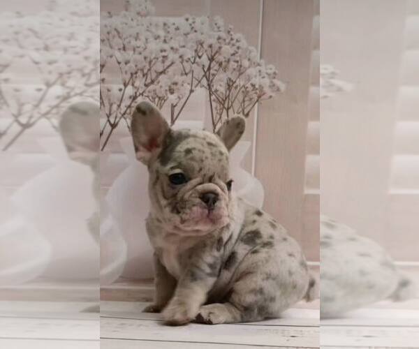 Medium Photo #11 French Bulldog Puppy For Sale in RENTON, WA, USA