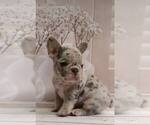 Small Photo #11 French Bulldog Puppy For Sale in RENTON, WA, USA