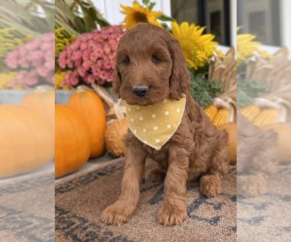 Medium Photo #7 Irish Doodle Puppy For Sale in WOOSTER, OH, USA