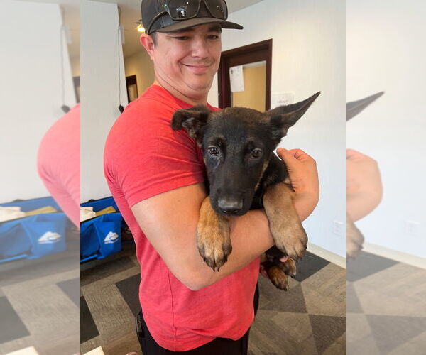 Medium Photo #12 German Shepherd Dog-Unknown Mix Puppy For Sale in Lake Forest, CA, USA