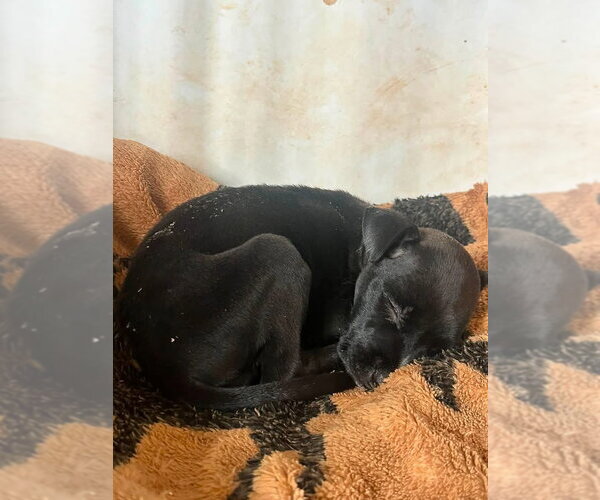 Medium Photo #2 Labrador Retriever-Unknown Mix Puppy For Sale in Kannapolis, NC, USA