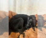 Small #1 Labrador Retriever Mix