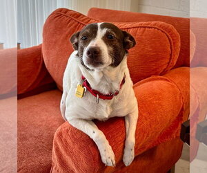 Jack-Rat Terrier Dogs for adoption in Atlanta, GA, USA