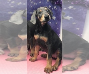 Doberman Pinscher Puppy for sale in PERRIS, CA, USA