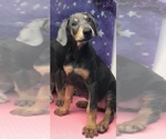 Small Photo #1 Doberman Pinscher Puppy For Sale in PERRIS, CA, USA