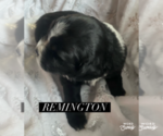Puppy Remington Aussiedoodle