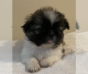 Shih Tzu Puppy for Sale in BALL GROUND, Georgia USA