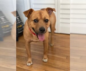 Carolina Dog-Unknown Mix Dogs for adoption in Miami, FL, USA