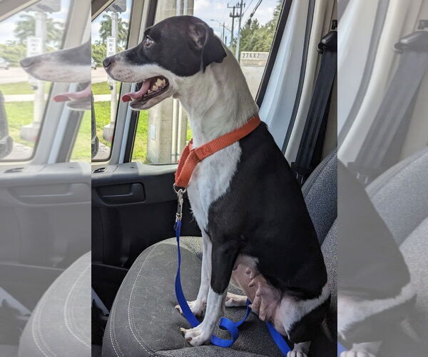 Medium Photo #2 Jack Russell Terrier-Unknown Mix Puppy For Sale in Royal Palm Beach, FL, USA
