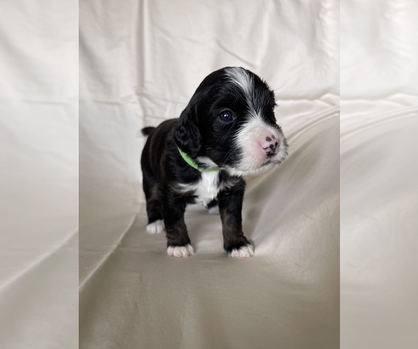 Medium Photo #7 Miniature Bernedoodle Puppy For Sale in BLOOMINGTON, IL, USA