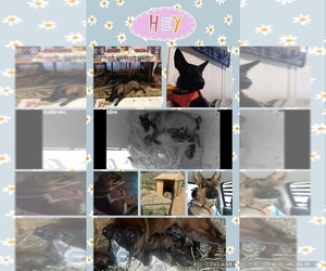 German Malinois Puppy for sale in DILLWYN, VA, USA