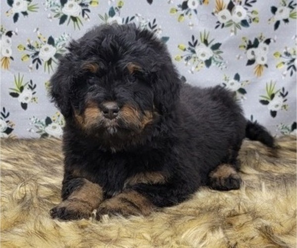 Medium Photo #13 Bernedoodle Puppy For Sale in BLAKESBURG, IA, USA