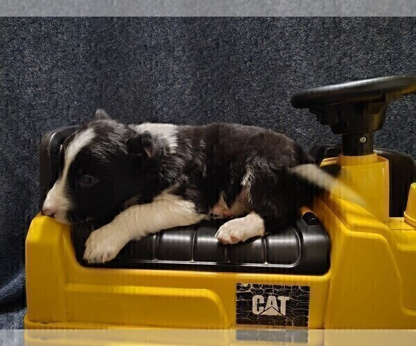 Medium Photo #22 Border Collie Puppy For Sale in NORBORNE, MO, USA