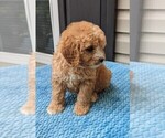Small Photo #2 Cavapoo Puppy For Sale in DUNNVILLE, KY, USA