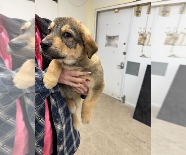 Medium Photo #2 Mutt Puppy For Sale in Calgary, Alberta, Canada