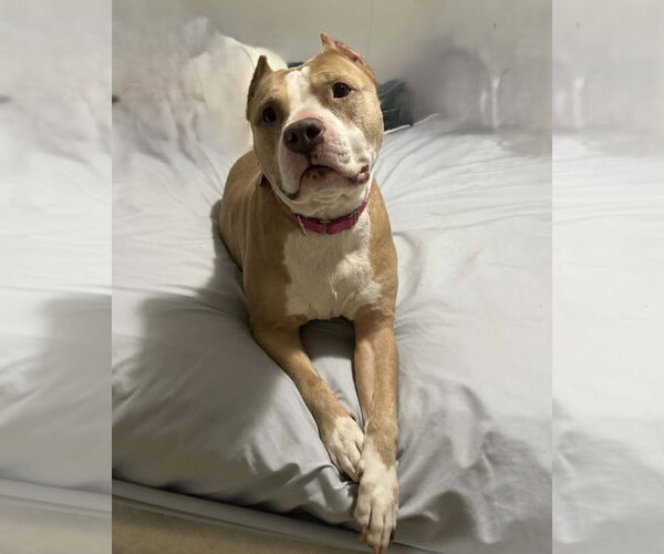 Medium Photo #3 American Staffordshire Terrier-Unknown Mix Puppy For Sale in Spotsylvania, VA, USA