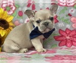 Small Photo #3 French Bulldog Puppy For Sale in RISING SUN, MD, USA