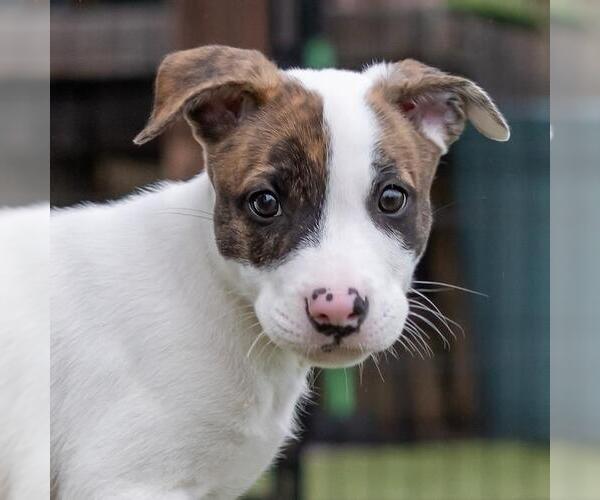 Medium Photo #2 Boxer-Unknown Mix Puppy For Sale in San Diego, CA, USA