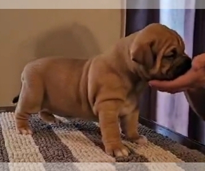 American Bully Dog for Adoption in CHESTERFLD, Virginia USA
