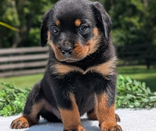 Medium Photo #3 Rottweiler Puppy For Sale in GOSHEN, IN, USA