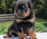 Small #2 Rottweiler