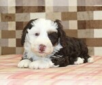 Small #5 Bernedoodle (Miniature)