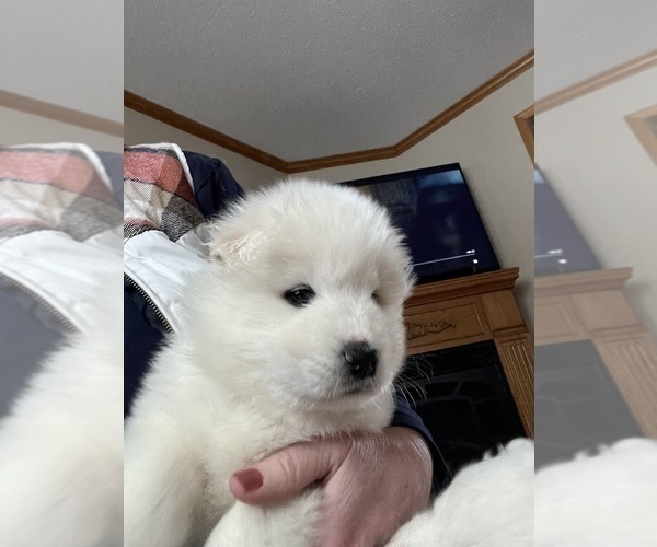Medium Photo #15 Samoyed Puppy For Sale in LITTLE FALLS, MN, USA