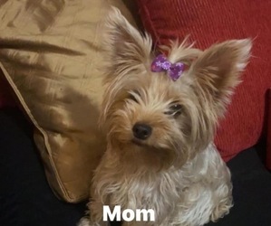 Mother of the Yorkshire Terrier puppies born on 01/23/2023